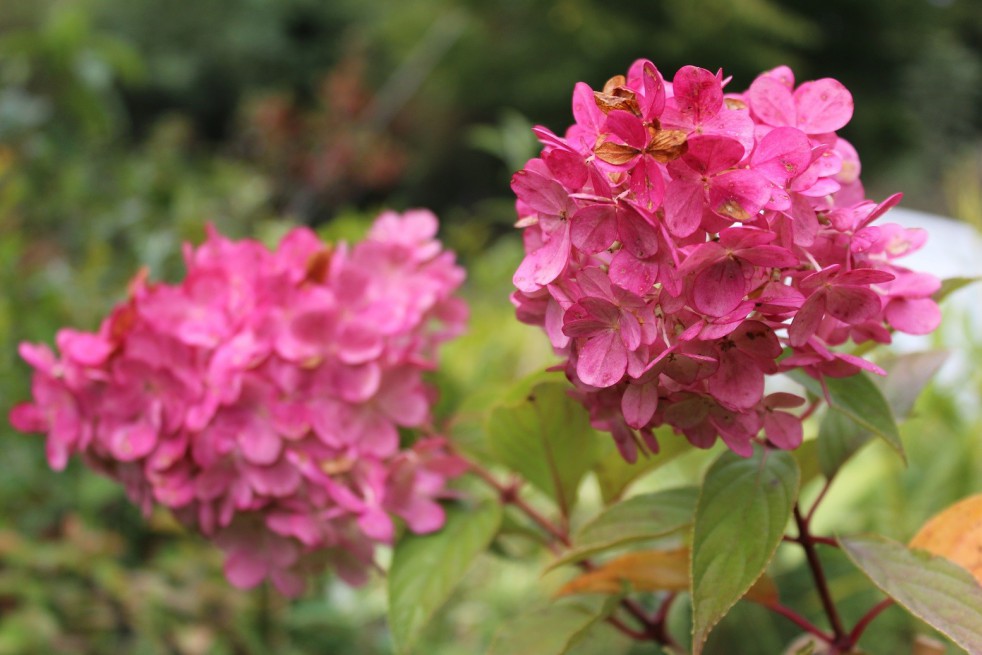 Hortensia Vanille Fraise