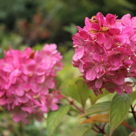 Pluimhortensia Vanille Fraise ®