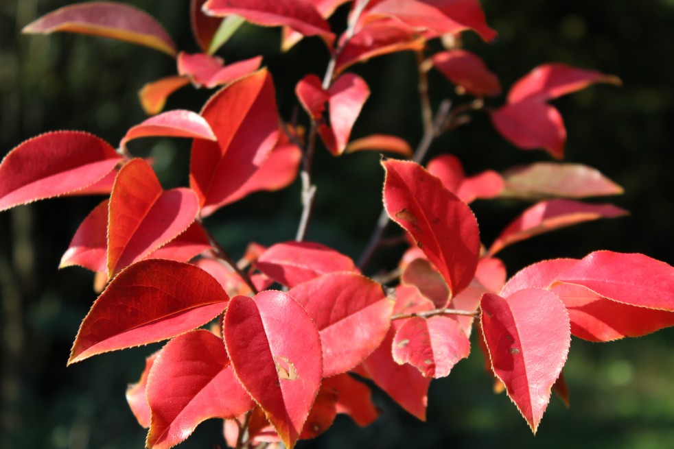 Chinese Quince