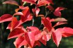Chinese Quince