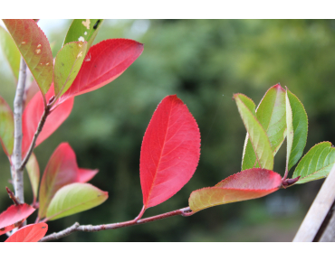 Zwarte appelbes - Aronia Melanocarpa