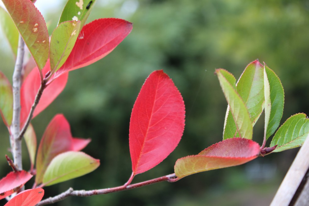 Aronie noire - Aronia Melanocarpa