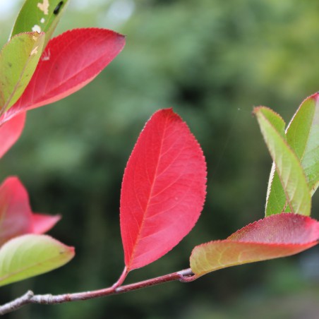 Zwarte appelbes - Aronia Melanocarpa