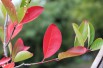 Black chokeberry - Aronia Melanocarpa