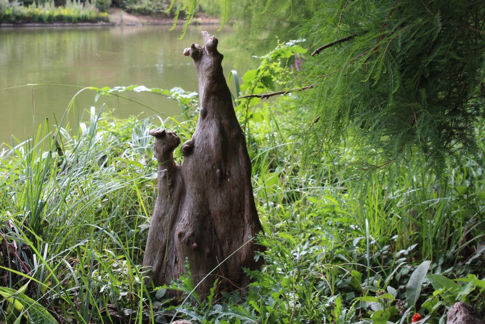 Bald cypress