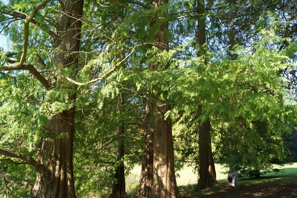 Bald cypress