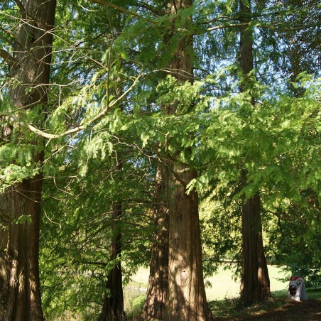 Cyprès chauve