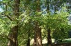 Bald cypress