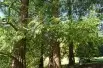Cyprès chauve