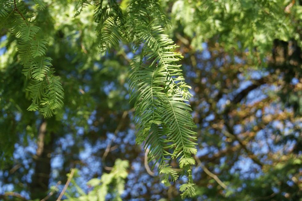 Cyprès chauve