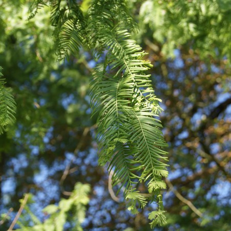 Cyprès chauve