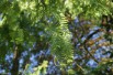 Bald cypress