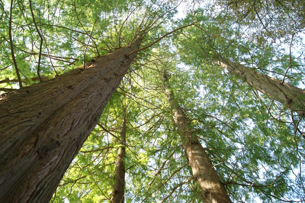 Cyprès chauve