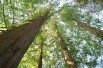 Bald cypress