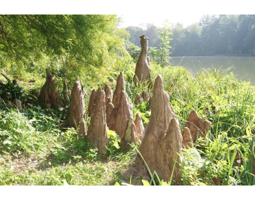 Cyprès chauve