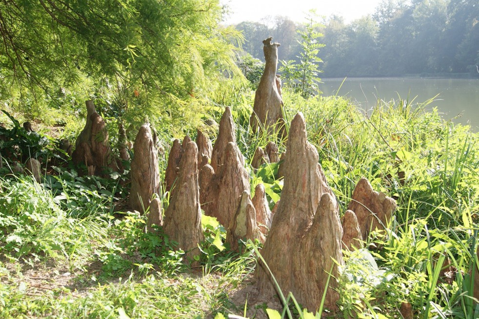 Bald cypress