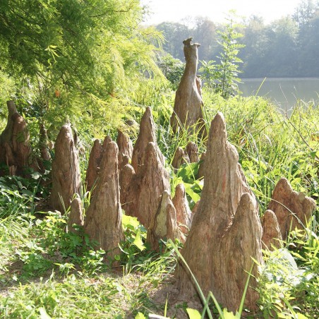 Cyprès chauve