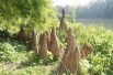 Bald cypress