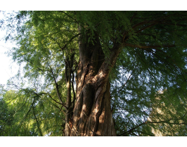 Cyprès chauve