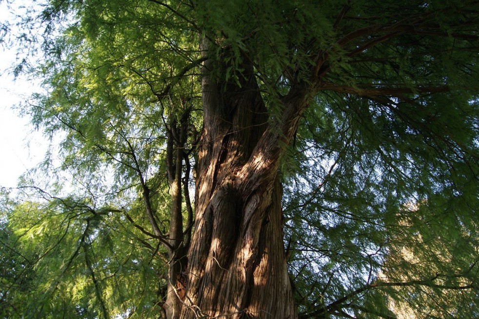 Bald cypress