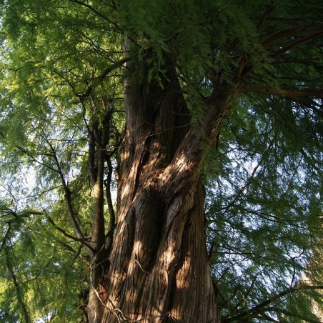 Cyprès chauve