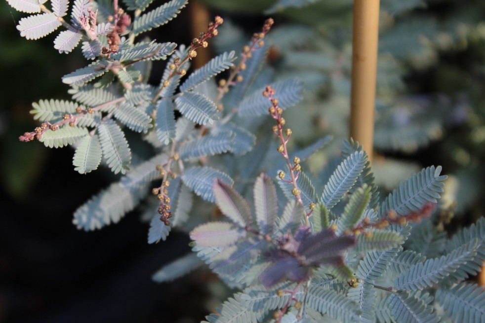 Cootamundra wattle