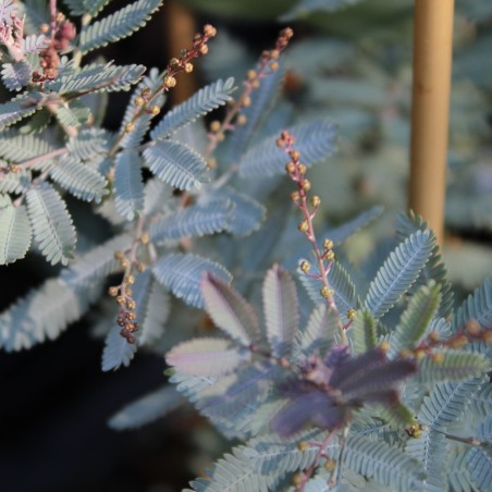 Mimosa pourpre