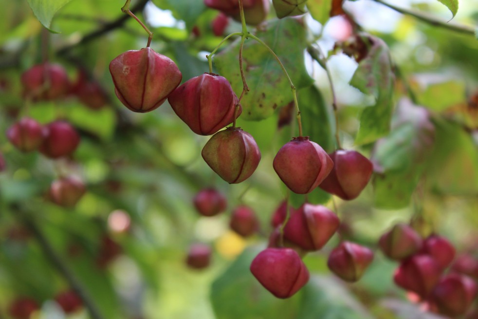 Planipes Spindle tree