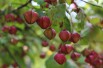 Planipes Spindle tree