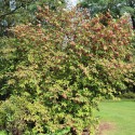 Planipes Spindle tree