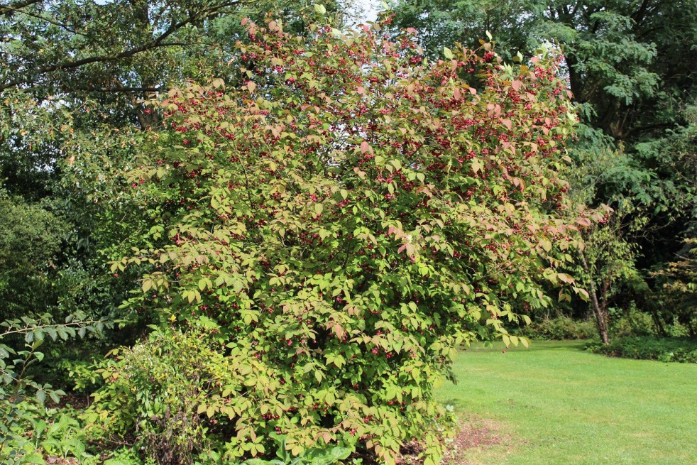 Planipes Spindle tree