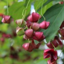 Planipes Spindle tree