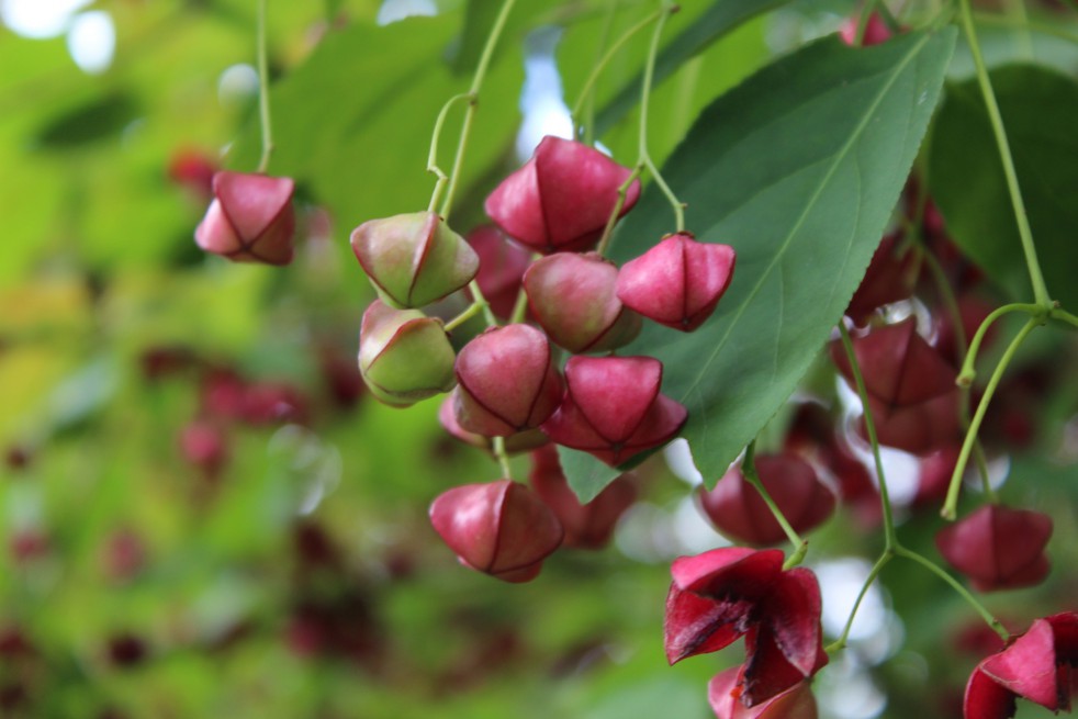 Planipes Spindle tree