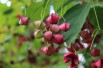 Planipes Spindle tree