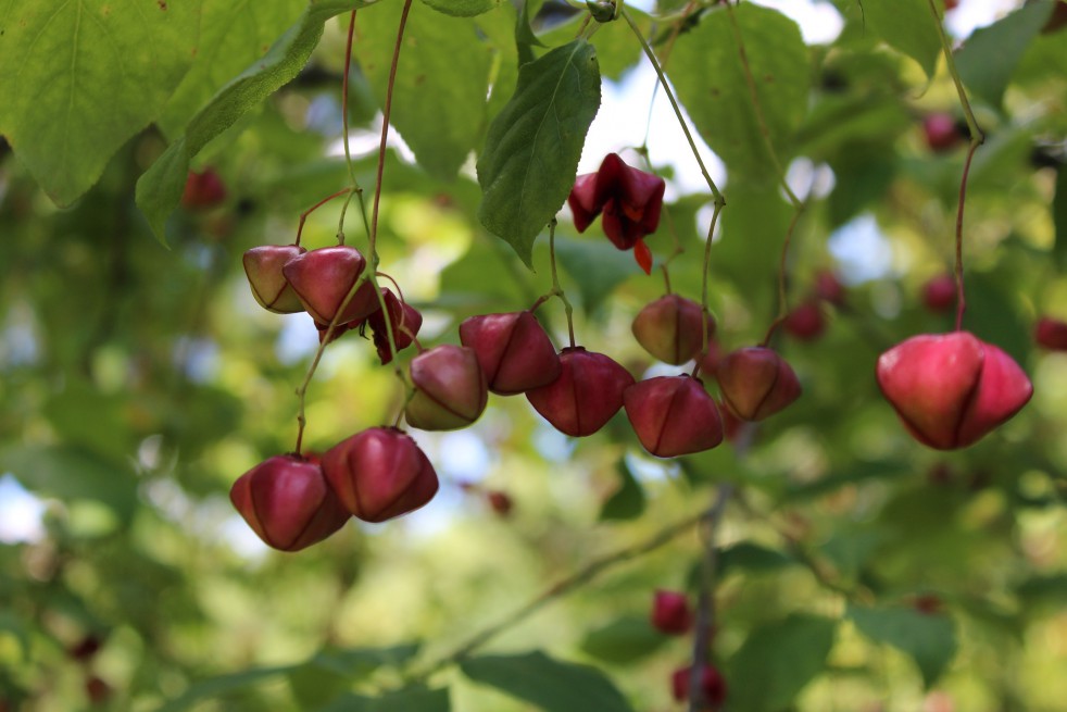 Planipes Spindle tree