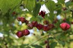 Planipes Spindle tree