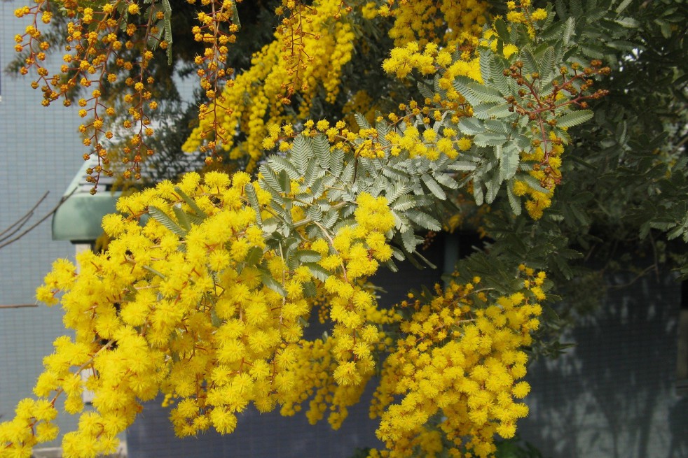 Mimosa pourpre (photo KENPEI)