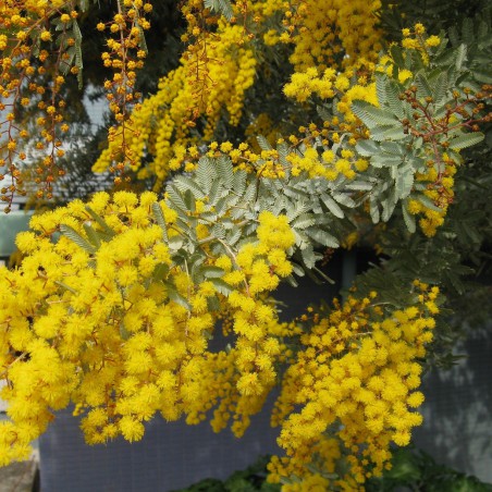 Mimosa pourpre (photo KENPEI)