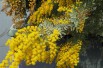 Mimosa pourpre (photo KENPEI)
