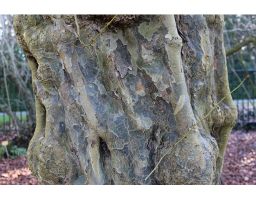 Arbre de fer