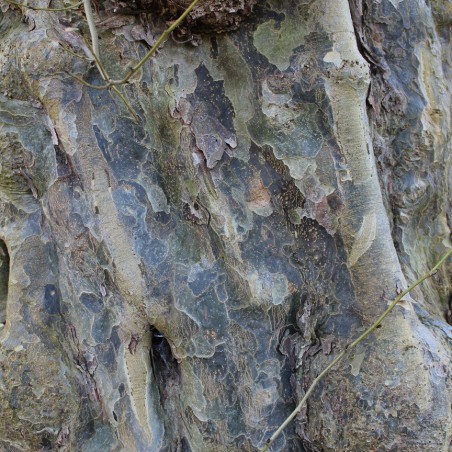 Arbre de fer
