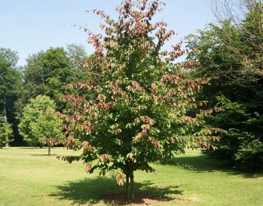Arbre de fer