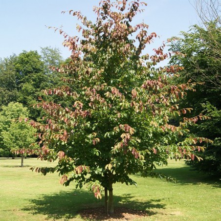 Arbre de fer