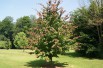 Persian ironwood