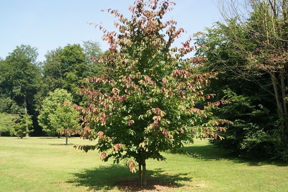 Perzisch ijzerhout (pot van 10 liter)