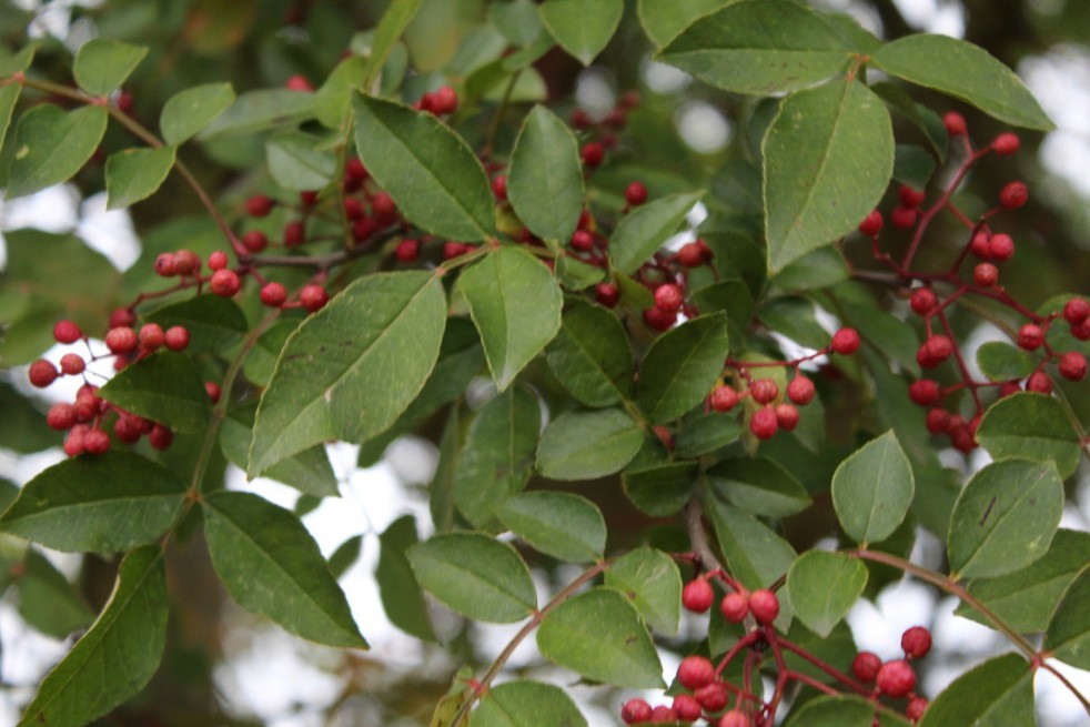 Chinese pepper tree