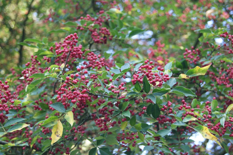 Chinese pepper - Zanthoxylum