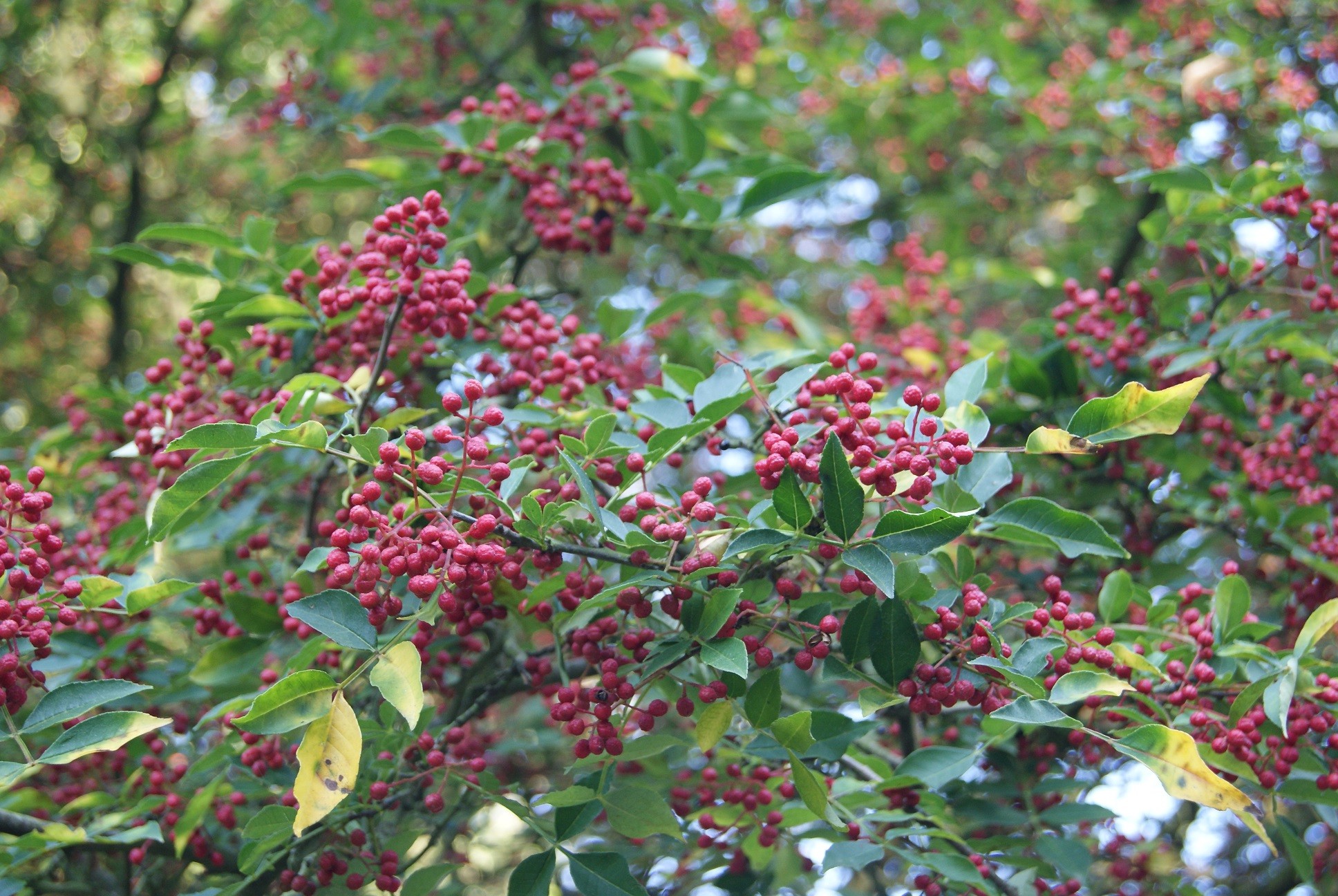 Sichuan peperboom