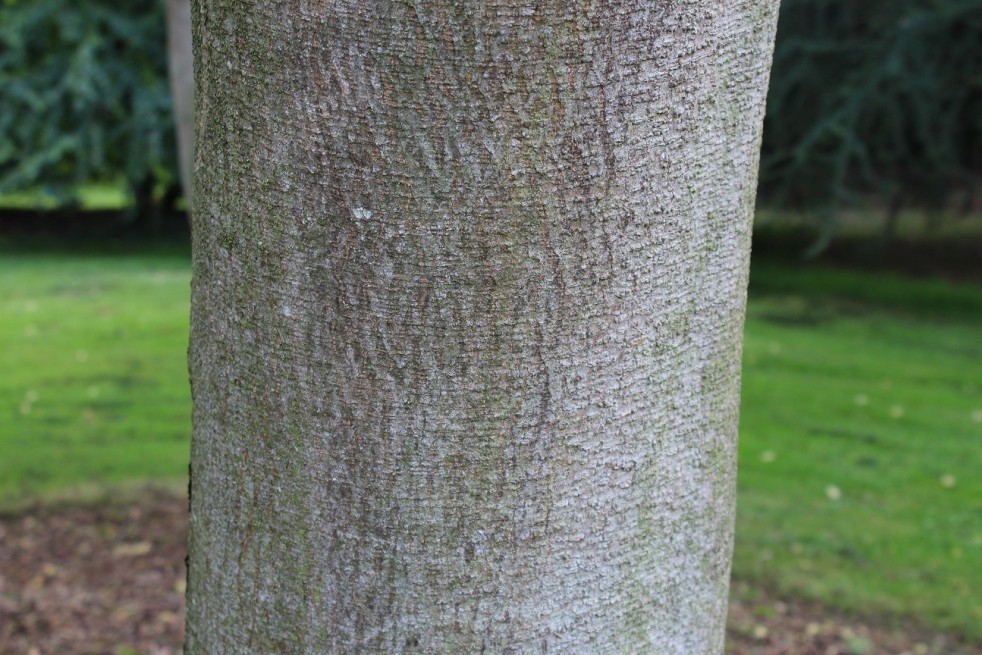 Arbre à soie