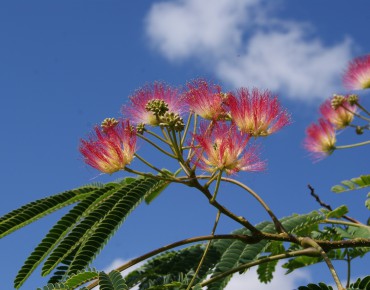 Persian silk tree